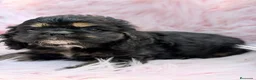 Cocker Spaniel Americano perros en venta: COCKER SPANIEL AMERICANO BLACK&TAN - Anuncio 6