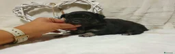 Chihuahua perros en venta: Chihuahua  - Anuncio 3