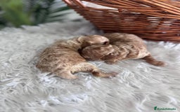 Caniche Toy perros en venta: CANICHE TOY - Imagen 6