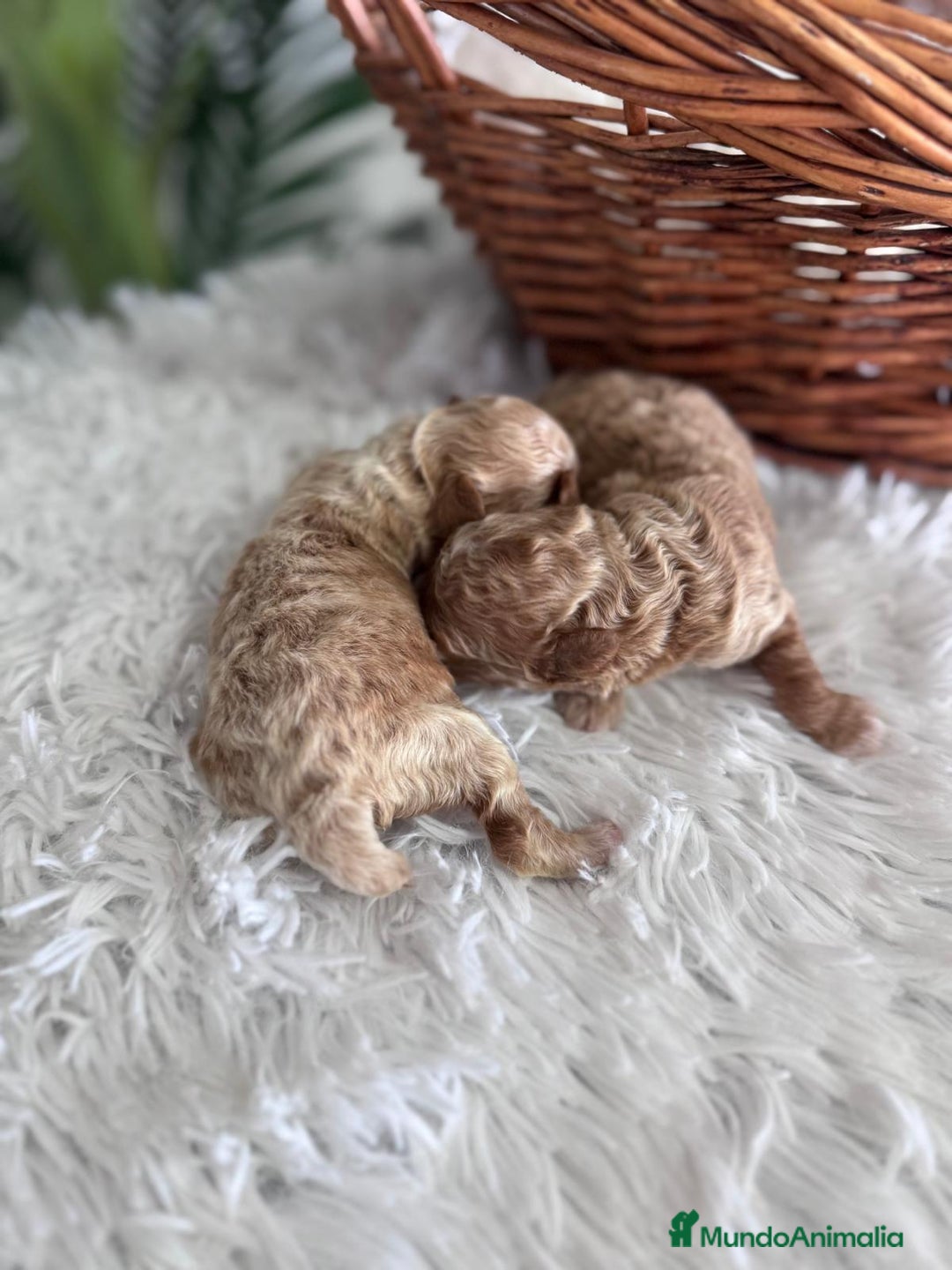 Caniche Toy perros en venta: CANICHE TOY - Imagen 6