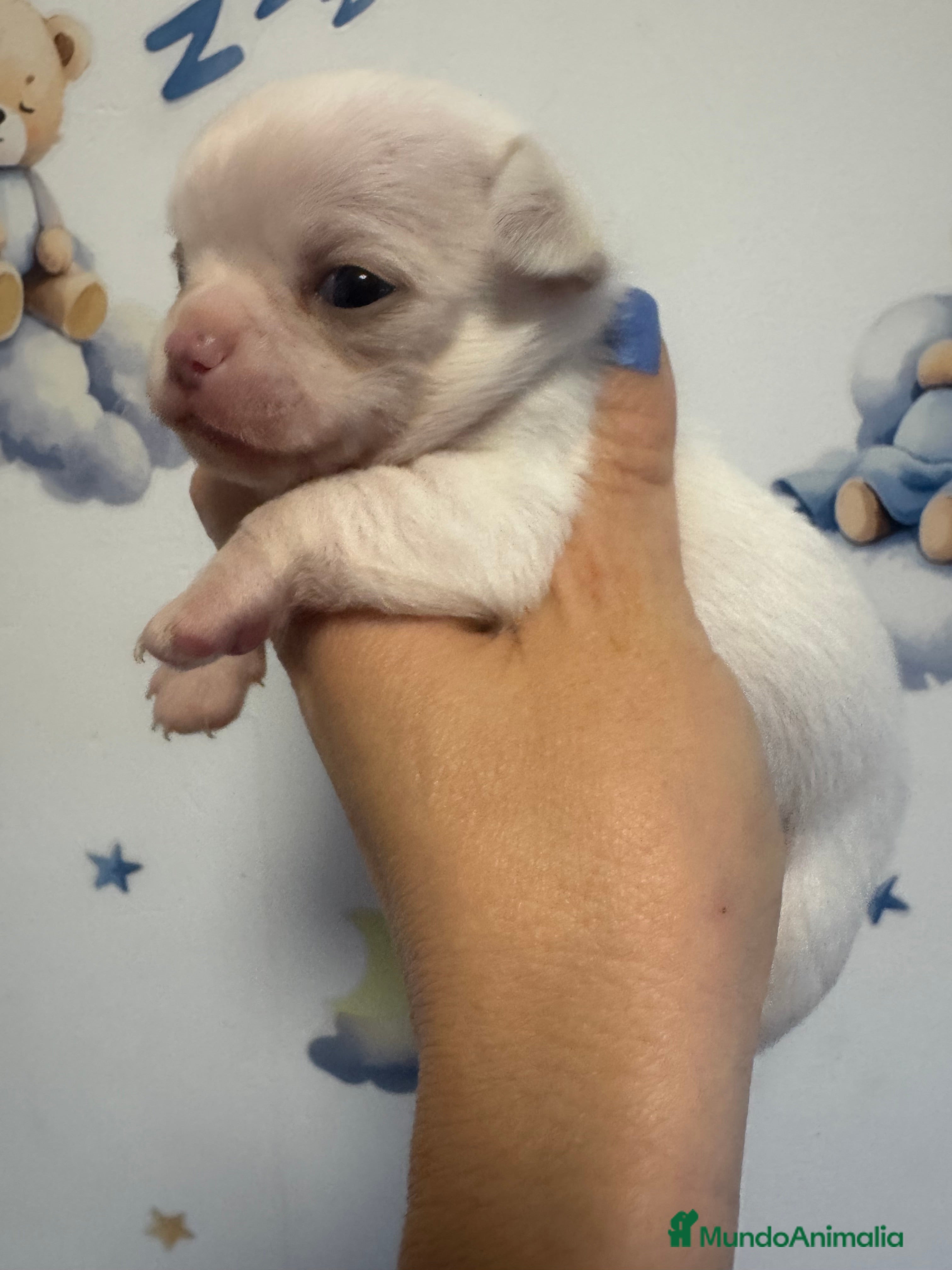 Chihuahua perros Chihuahuas toys - Anuncio 2