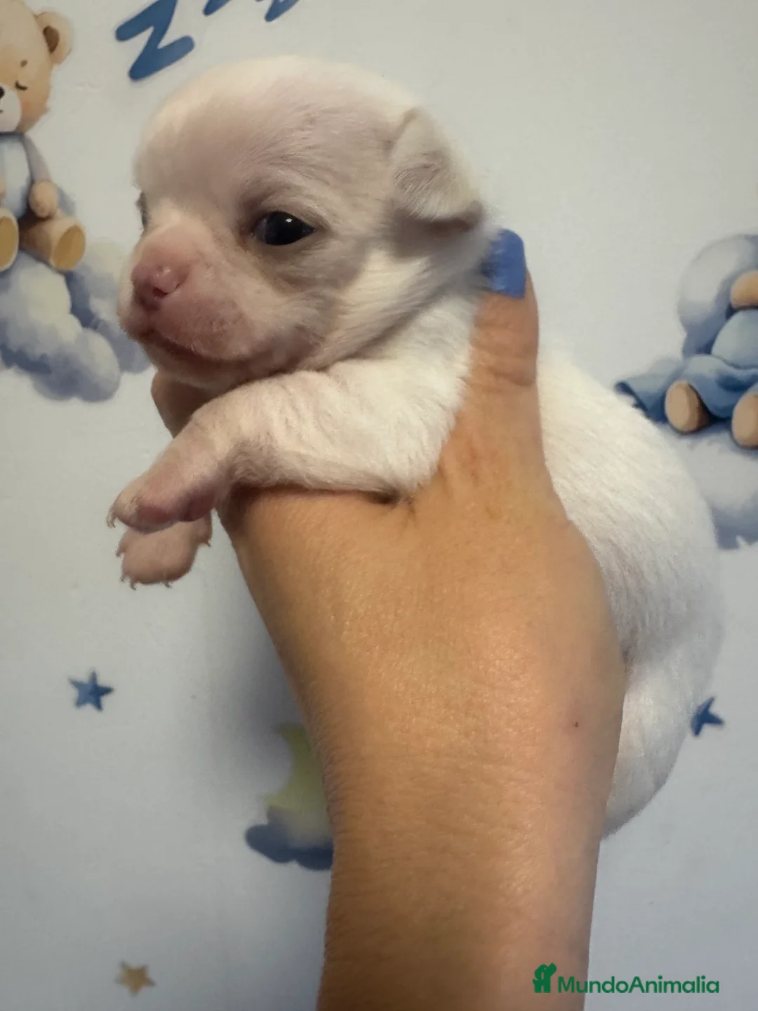 Chihuahua perros en venta: Chihuahuas toys - Anuncio 1