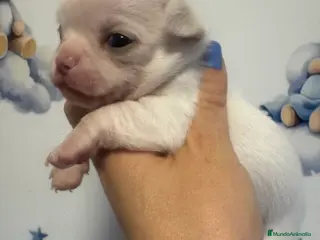 Chihuahua perros Chihuahuas toys - Anuncio 1