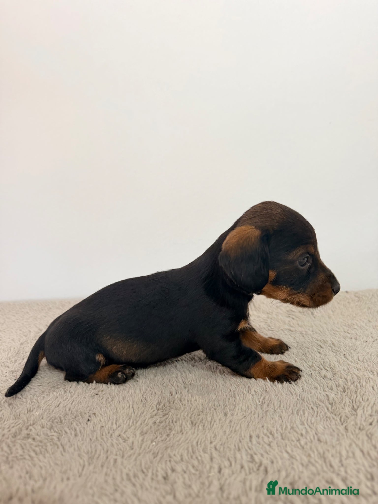 Teckel Miniatura perros TECKEL MINIATURA HEMBRA  - Anuncio 1