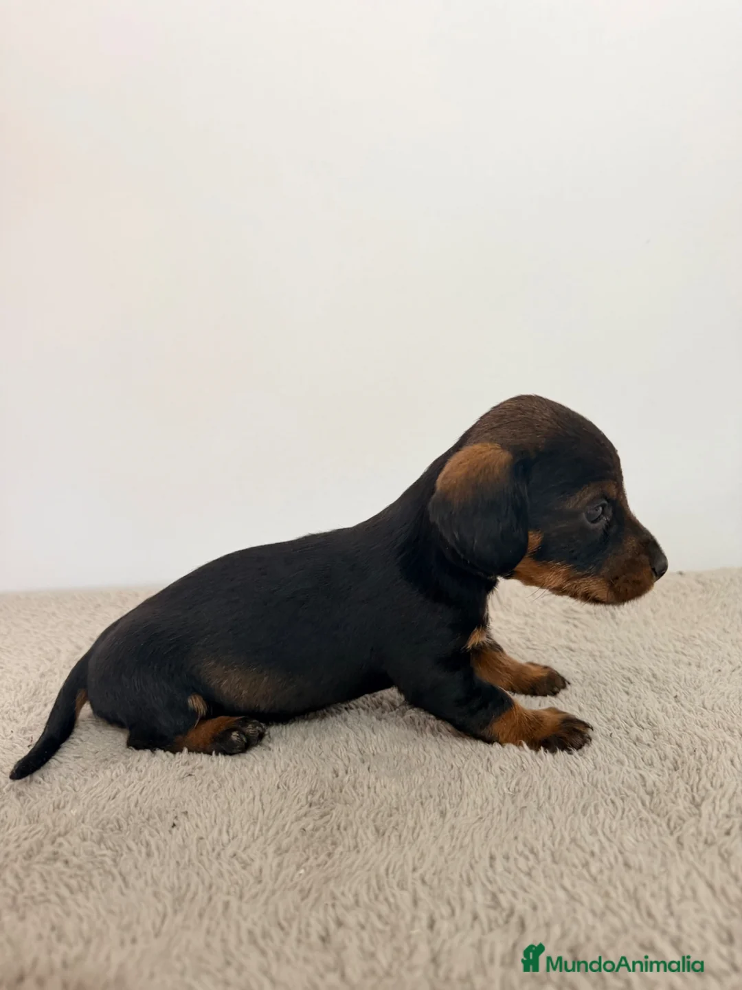 Teckel Miniatura perros en venta: TECKEL MINIATURA HEMBRA  - Anuncio 1