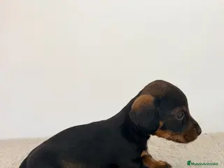 Teckel Miniatura perros TECKEL MINIATURA HEMBRA - Anuncio 1