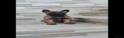 Pastor Belga Malinois perros en venta: Pastor Belga Malinois  - Anuncio 3