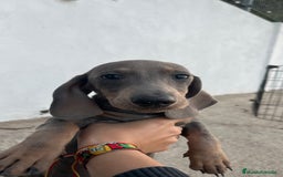 Teckel Miniatura perros en venta: Teckel miniatura blue and Tan  - Imagen 2