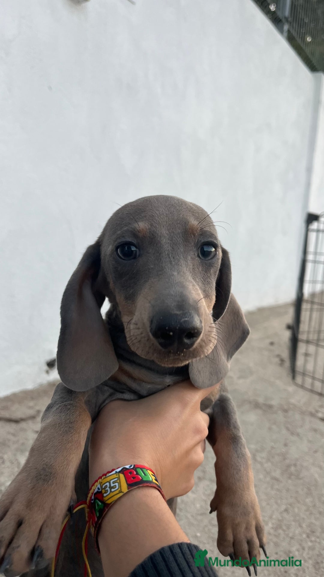 Teckel Miniatura perros en venta: Teckel miniatura blue and Tan  - Imagen 2