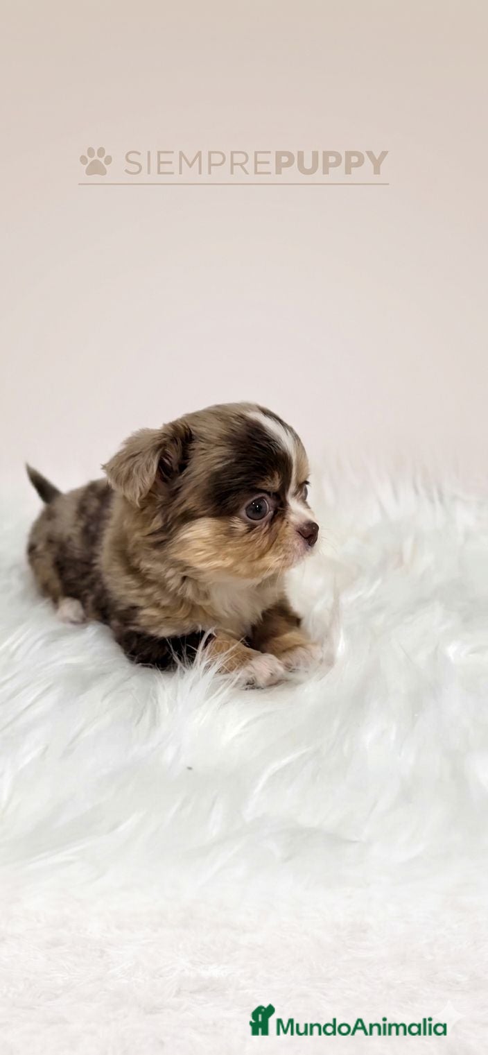 Chihuahua perros CHIHUAHUA HEMBRA MERLE PELO LARGO - Anuncio 6