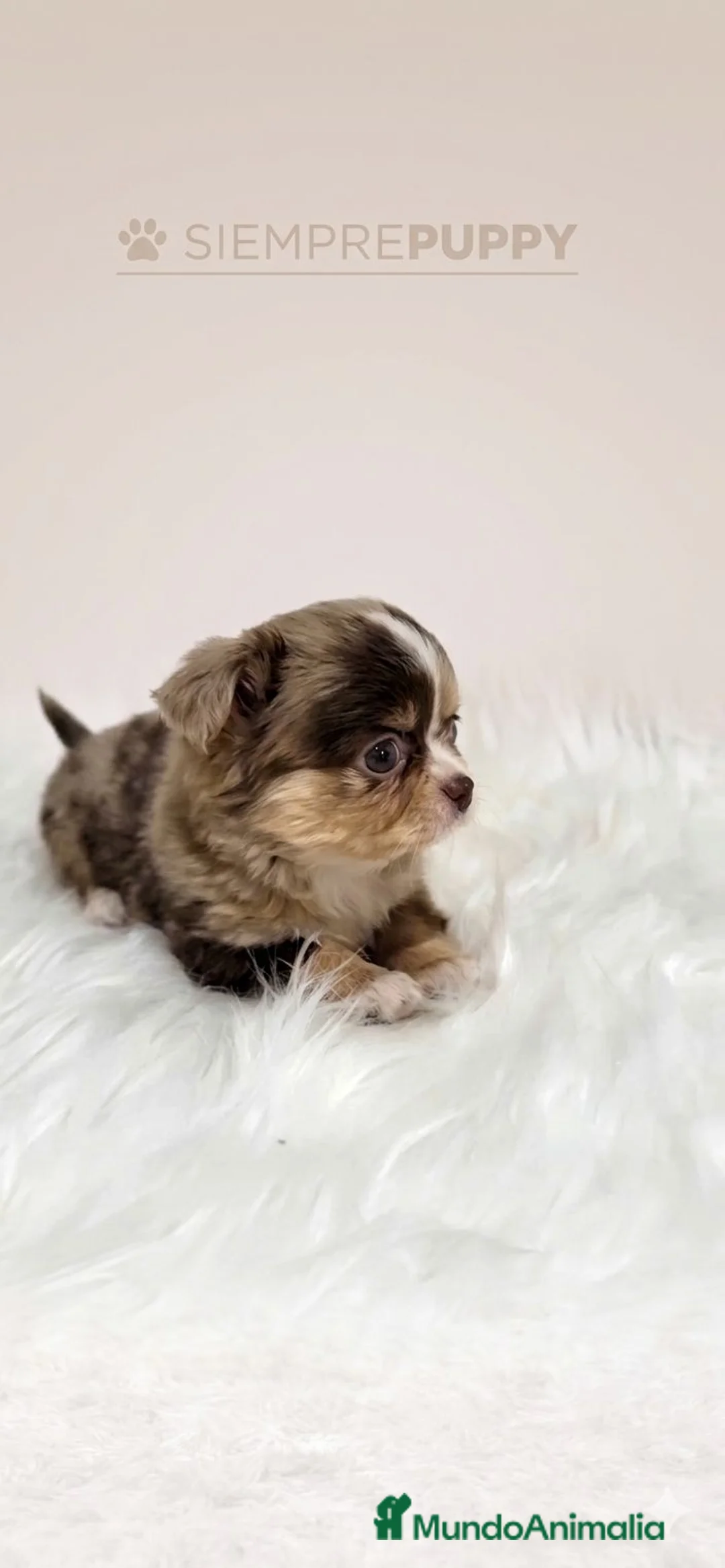 Chihuahua perros en venta: CHIHUAHUA HEMBRA MERLE PELO LARGO - Anuncio 1