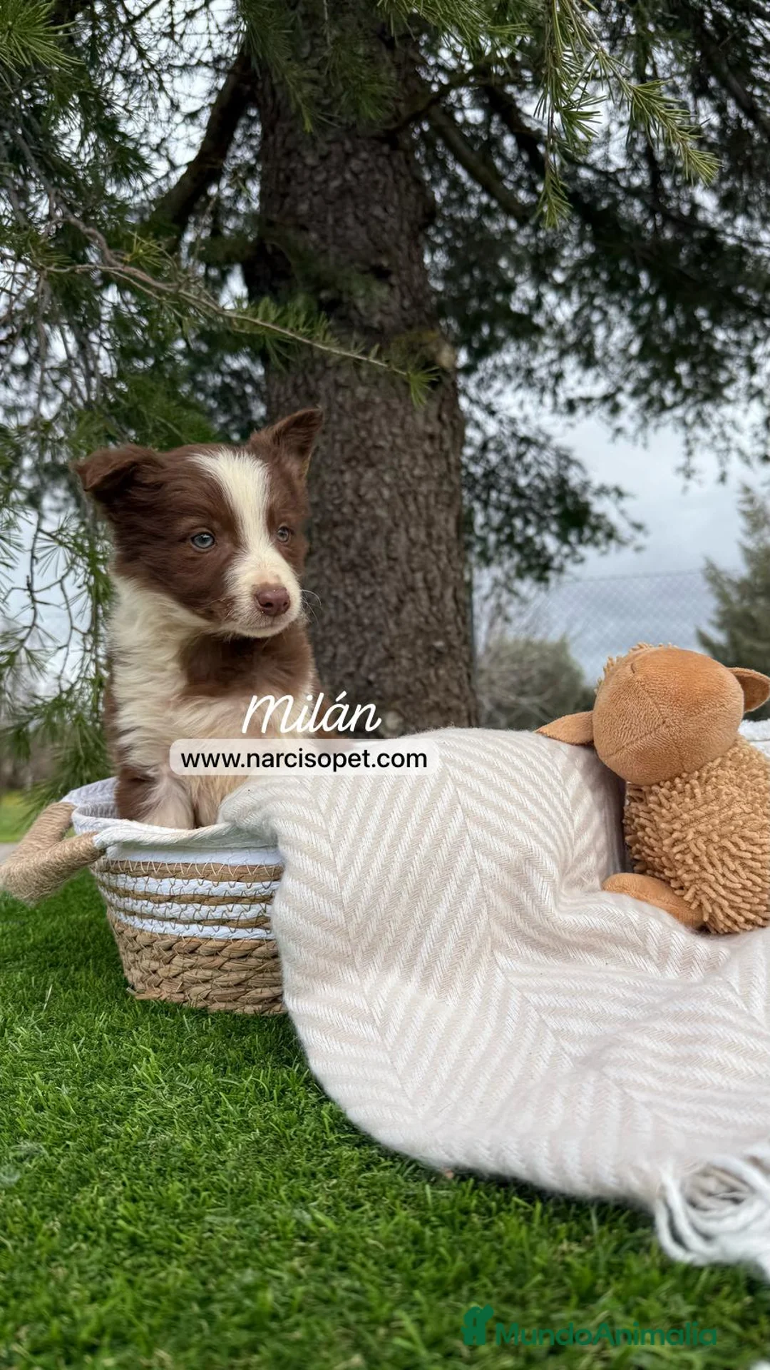 Border Collie perros en venta: BORDER COLLIE CHOLATE MACHO en Asturias - Anuncio 4