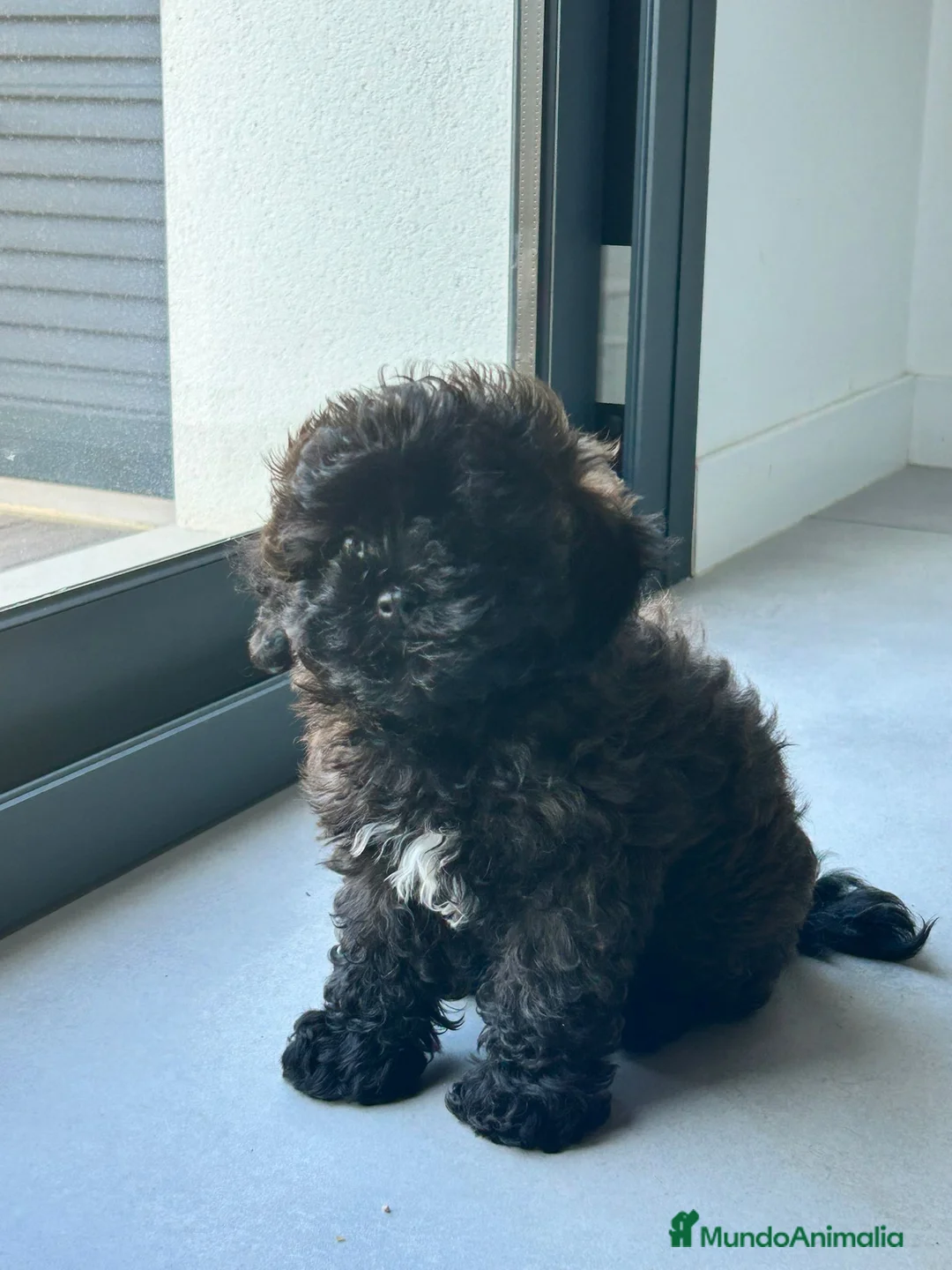 Maltipoo perros en venta: Maltipoo - Anuncio 2