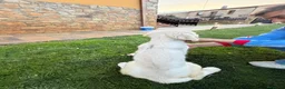 Labrador Retriever perros en venta: Labrador 652804321 - Anuncio 1