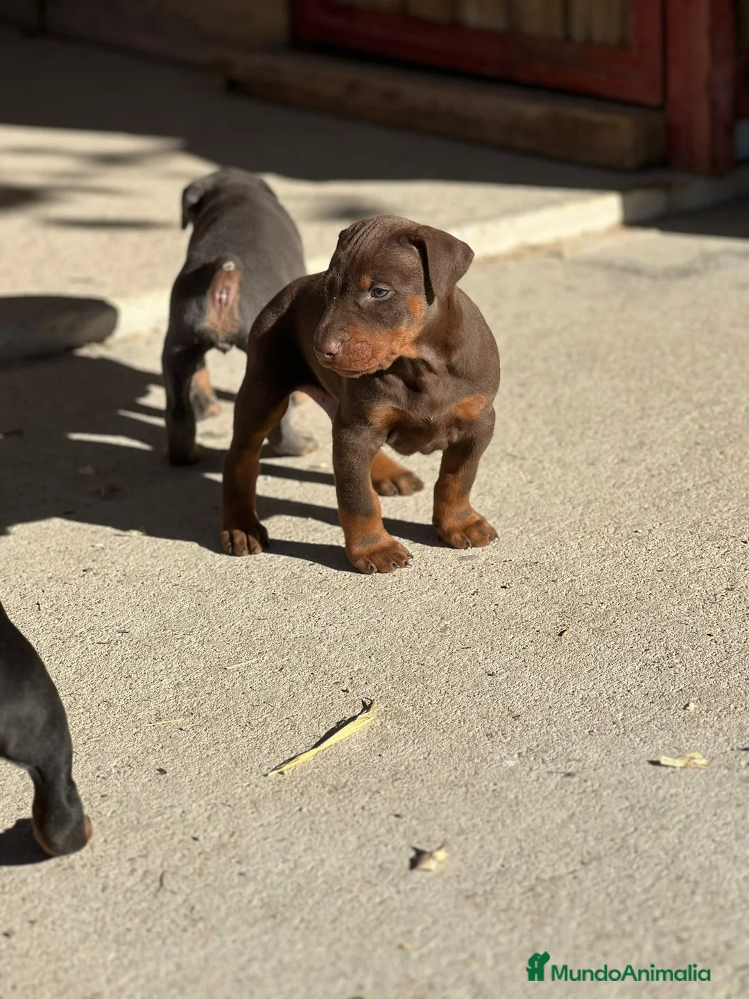 Dobermann perros en venta: Doberman chocolate  - Anuncio 3