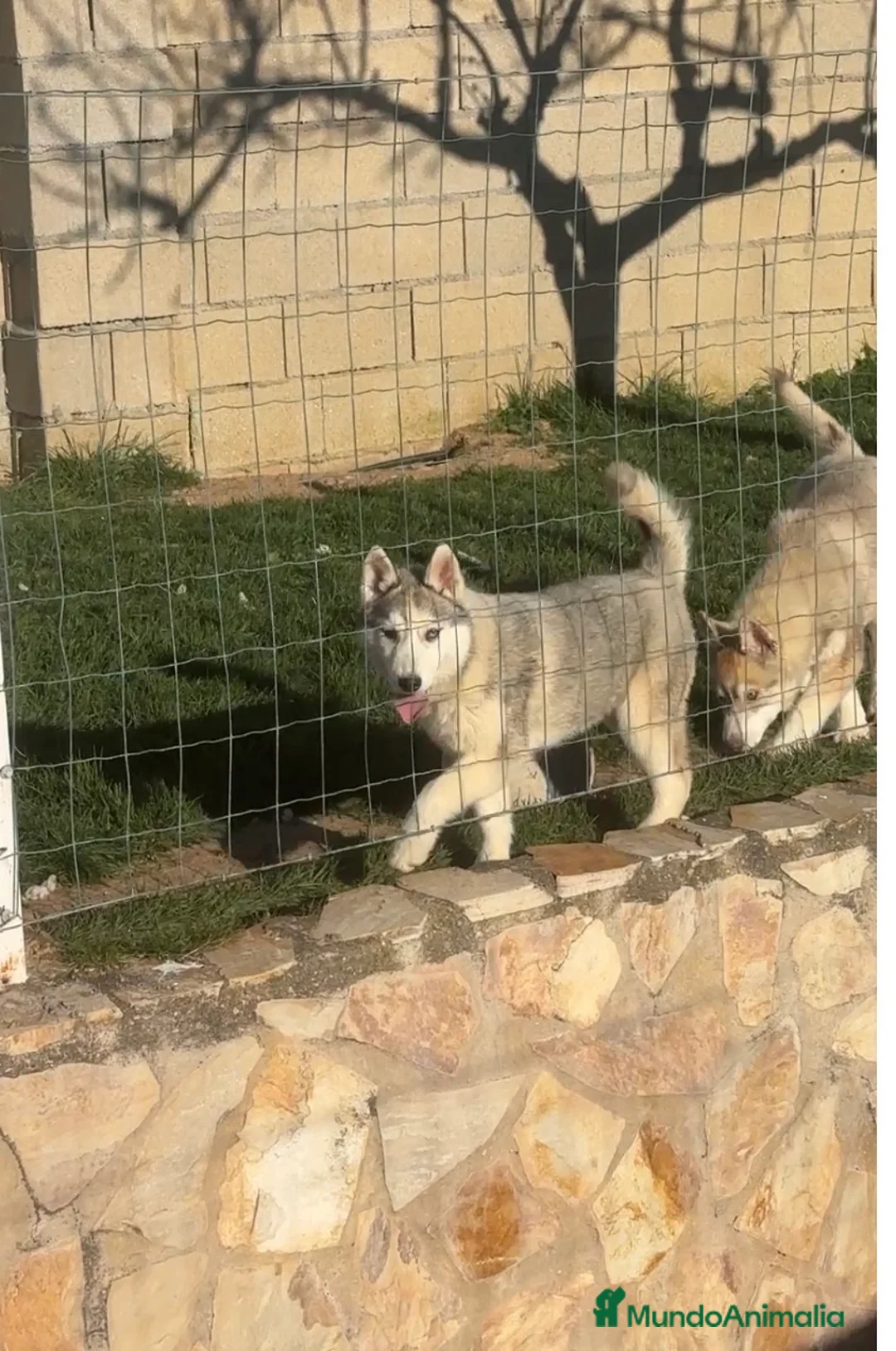 Husky Siberiano perros en venta: Cachorros de husky siberiano - Anuncio 2