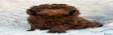 Maltipoo 1