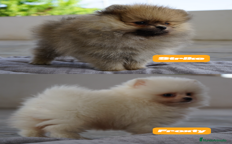 Pomerania perros - Anuncio 1