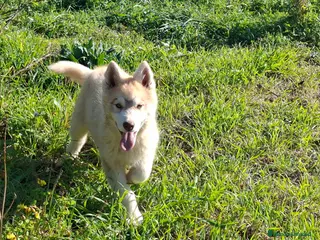 Husky Siberiano perros Cachorro husky - Anuncio 1
