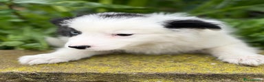 Border Collie Cachorro 1