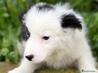 Border Collie perros Border collie en Barcelona - Anuncio 12