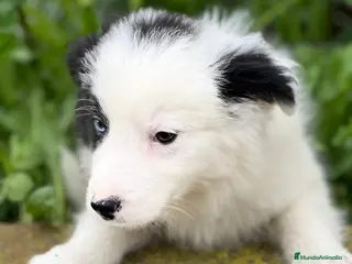 Border Collie perros Border collie en Barcelona - Anuncio 17