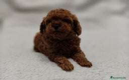 Caniche Toy perros en venta: Cachorros caniche toy - Anuncio 4