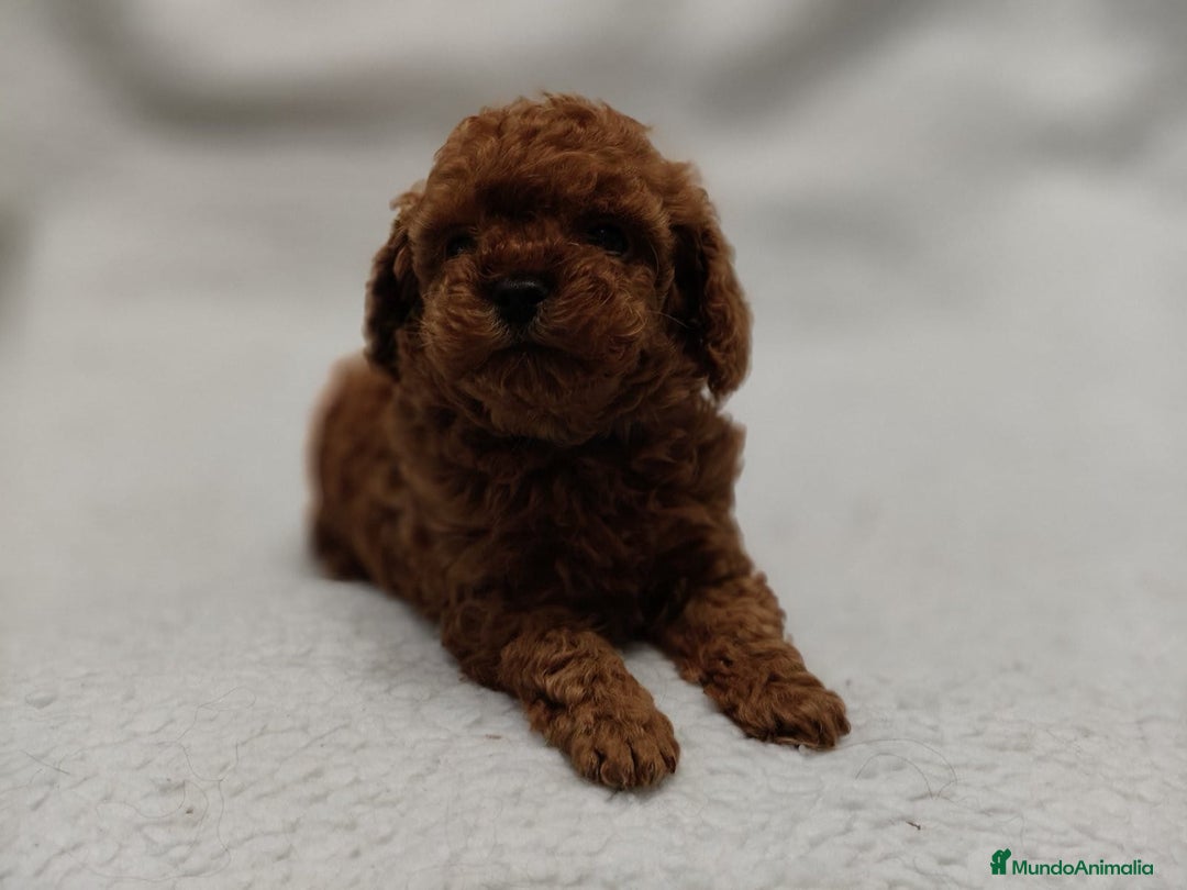 Caniche Toy perros en venta: Cachorros caniche toy - Anuncio 4