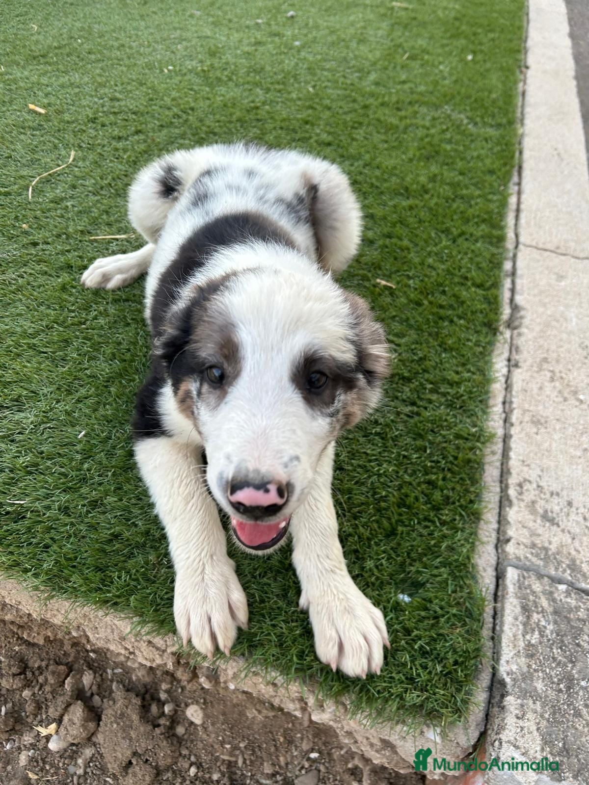 Border Collie perros Border Collie macho  - Anuncio 1