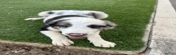 Border Collie perros en venta: Border Collie macho  - Anuncio 1