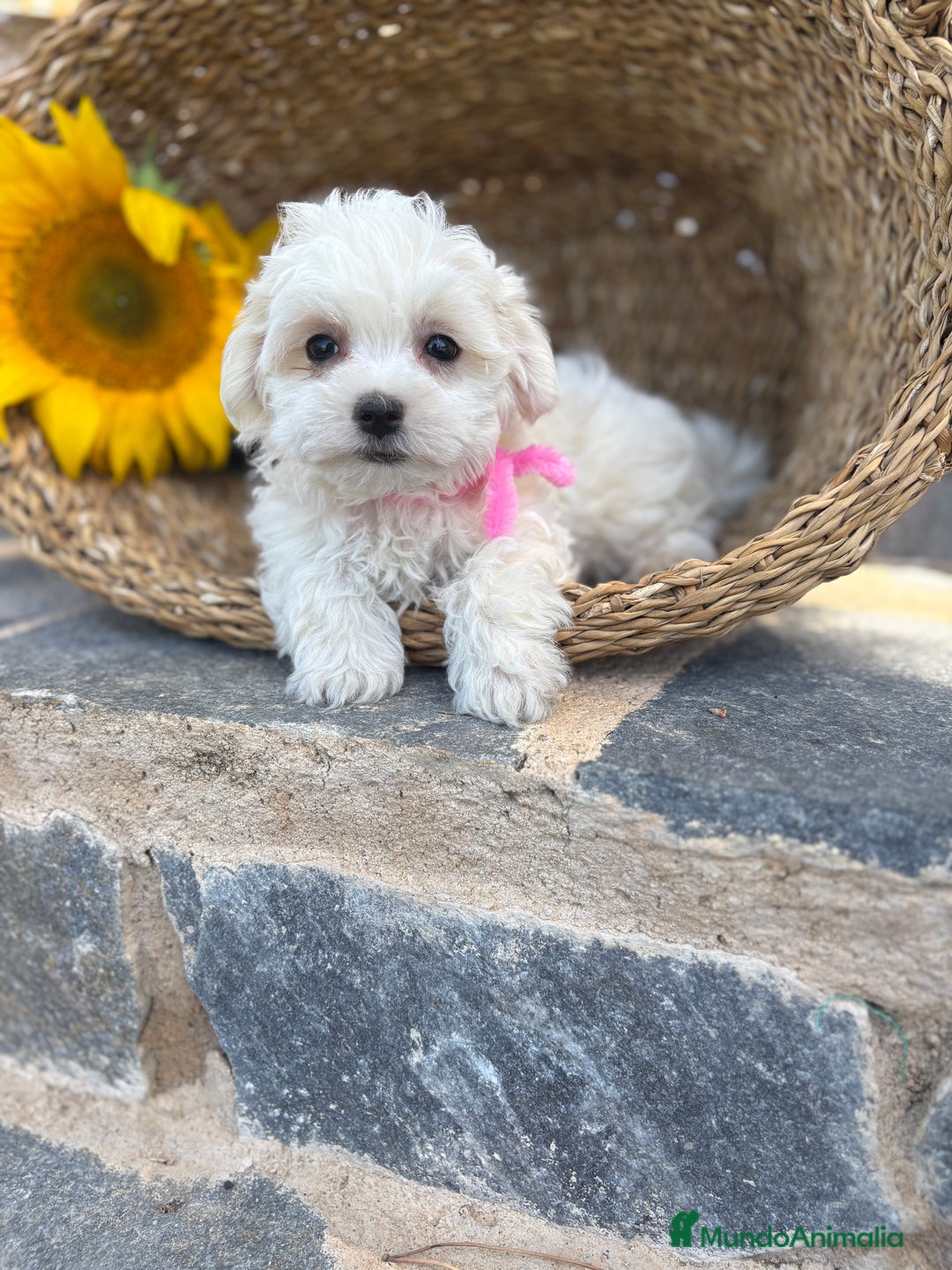 Bichón Maltés perros en venta: Bichon maltés hembra y macho !!! - Imagen 1