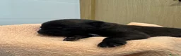 Pastor Belga Malinois perros en venta: Pastor Belga Malinois 🐾🐕❤️ - Anuncio 3
