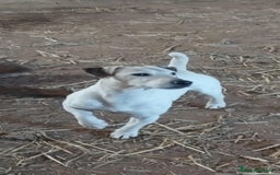 Jack Russell Terrier perros en venta: Jack Russell  - Imagen 4