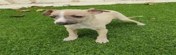Pequeño Lebrel Italiano perros en venta: Galgo Italiano machito  - Anuncio 2