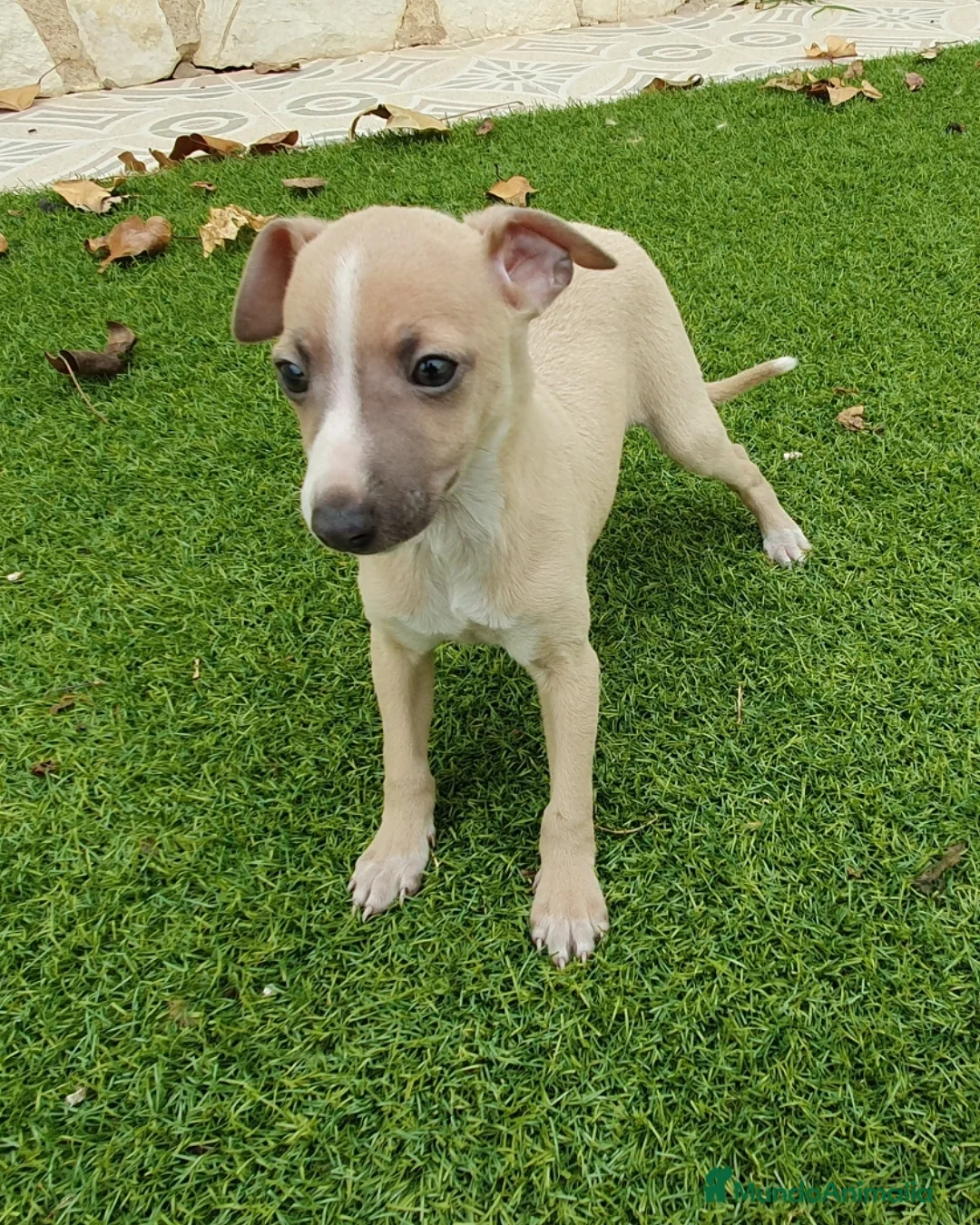 Pequeño Lebrel Italiano perros en venta: Galgo Italiano machito  - Anuncio 2