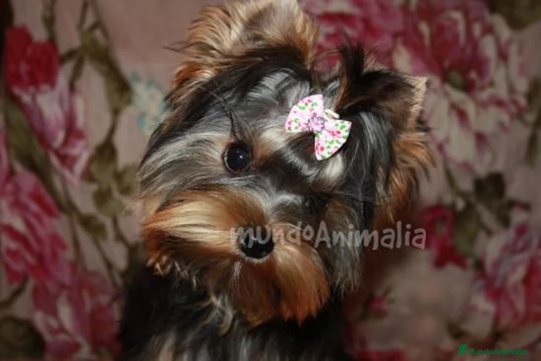 Imagen de galería {{count}}