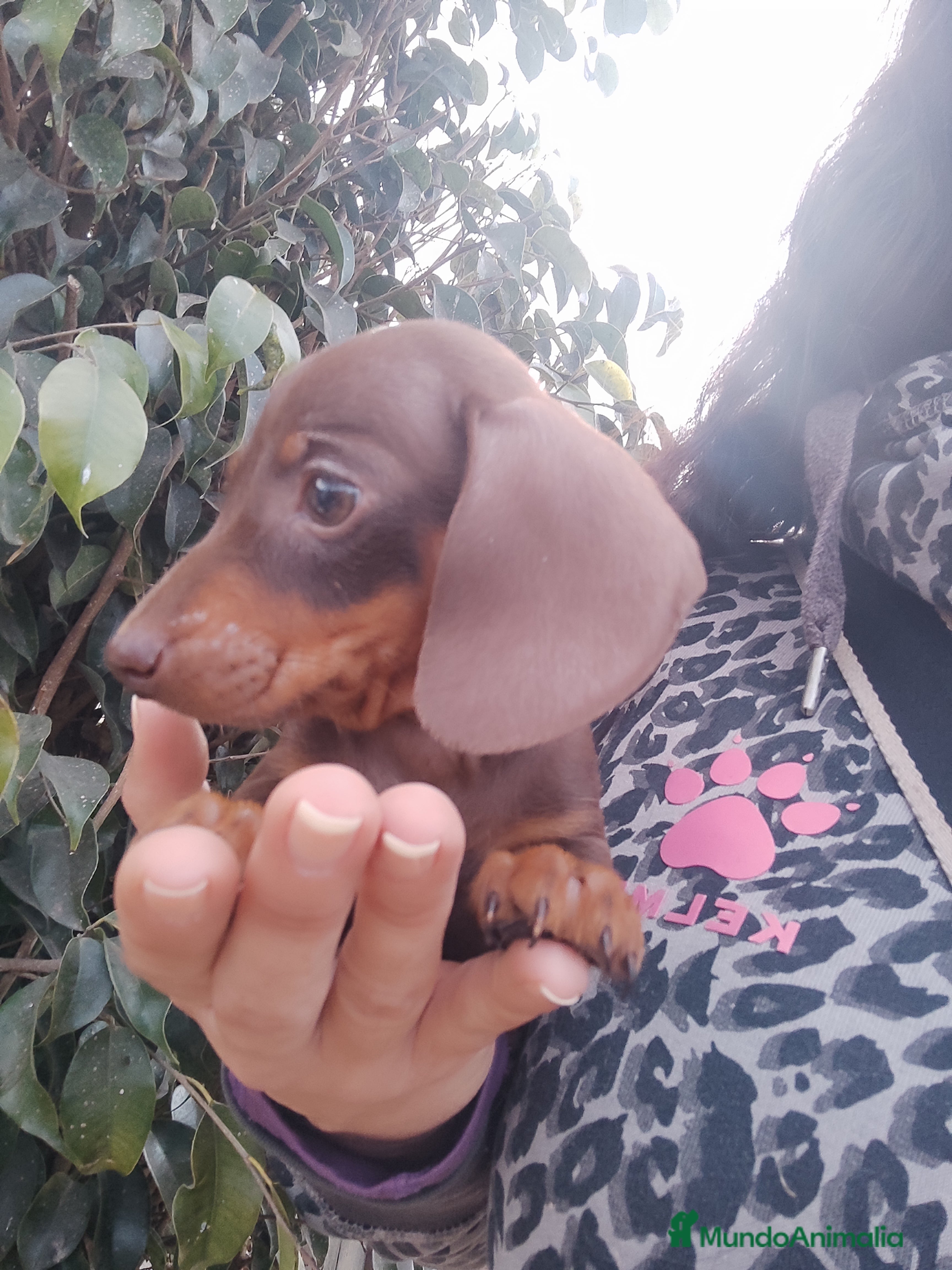 Teckel perros Teckel Kanichen precio real - Anuncio 2