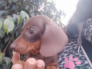 Teckel perros Teckel Kanichen precio real - Anuncio 3