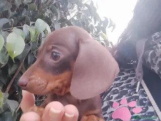 Teckel perros Teckel Kanichen precio real - Anuncio 2