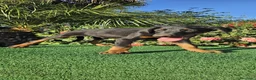 Dobermann perros en venta: Disponible Doberman de Calidad  - Anuncio 6