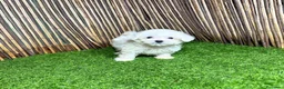 Bichón Maltés perros en venta: BICHON MALTES  - Anuncio 3