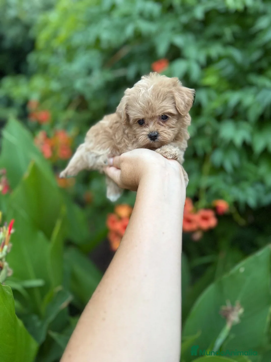 Maltipoo perros en venta: Maltipoo toy hembra !! - Anuncio 5