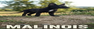 Pastor Belga Malinois 2