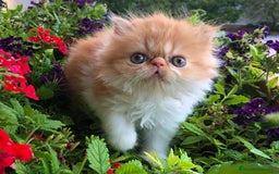 Persa gatos en venta: Gatitos Persas Machos y Hembras - Imagen 3
