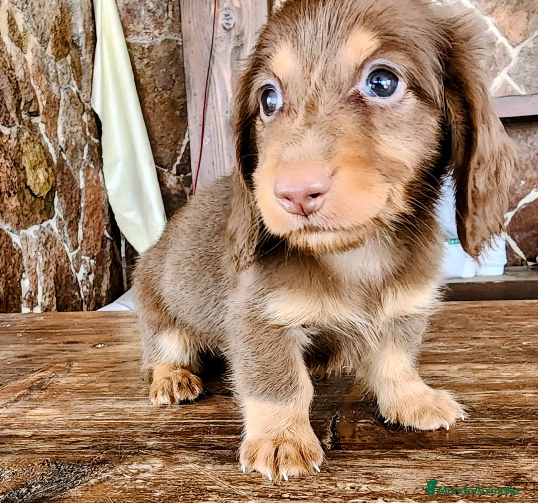 Teckel perros en venta: Tecke de pelo largo chocolate precio real - Anuncio 1