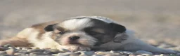 Shih Tzu perros en venta: Preciosa camada - Anuncio 3