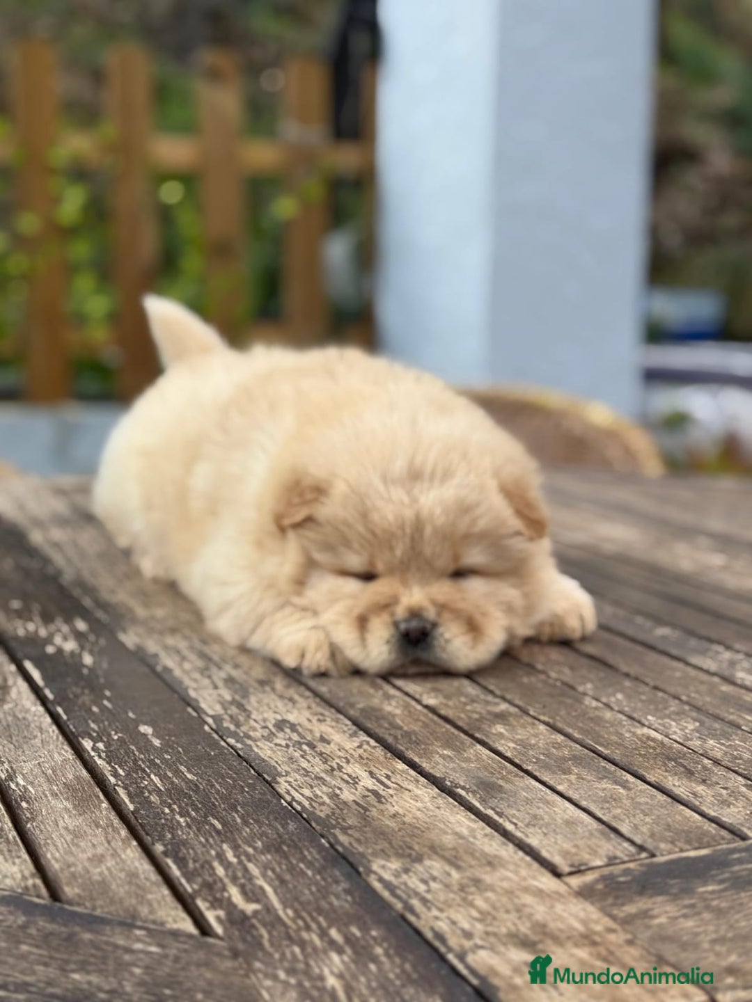 Chow Chow perros en venta: Chow Chow peludito Macho Crema  - Anuncio 3