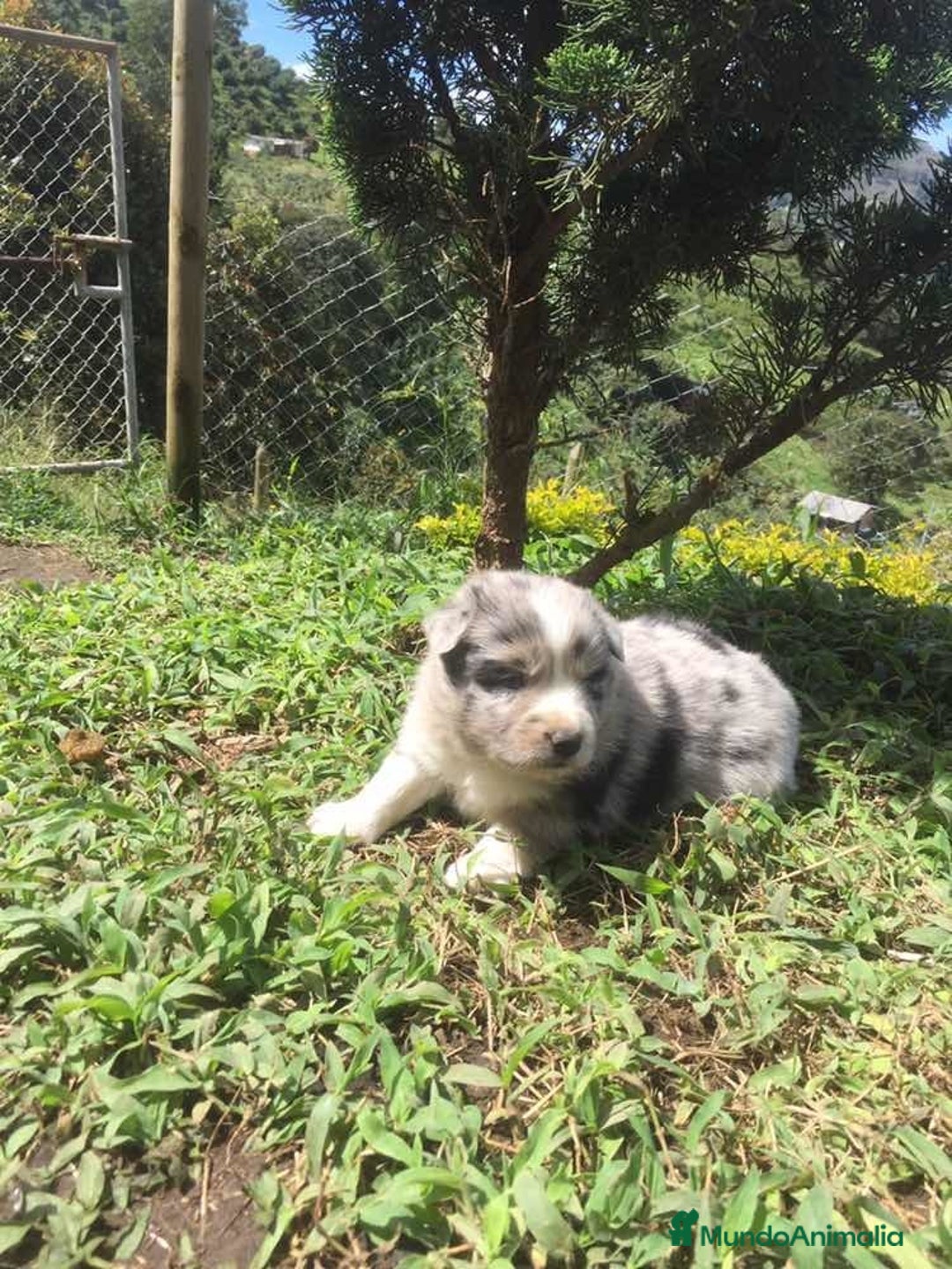Border Collie perros en venta: Border collie puppy  - Anuncio 4