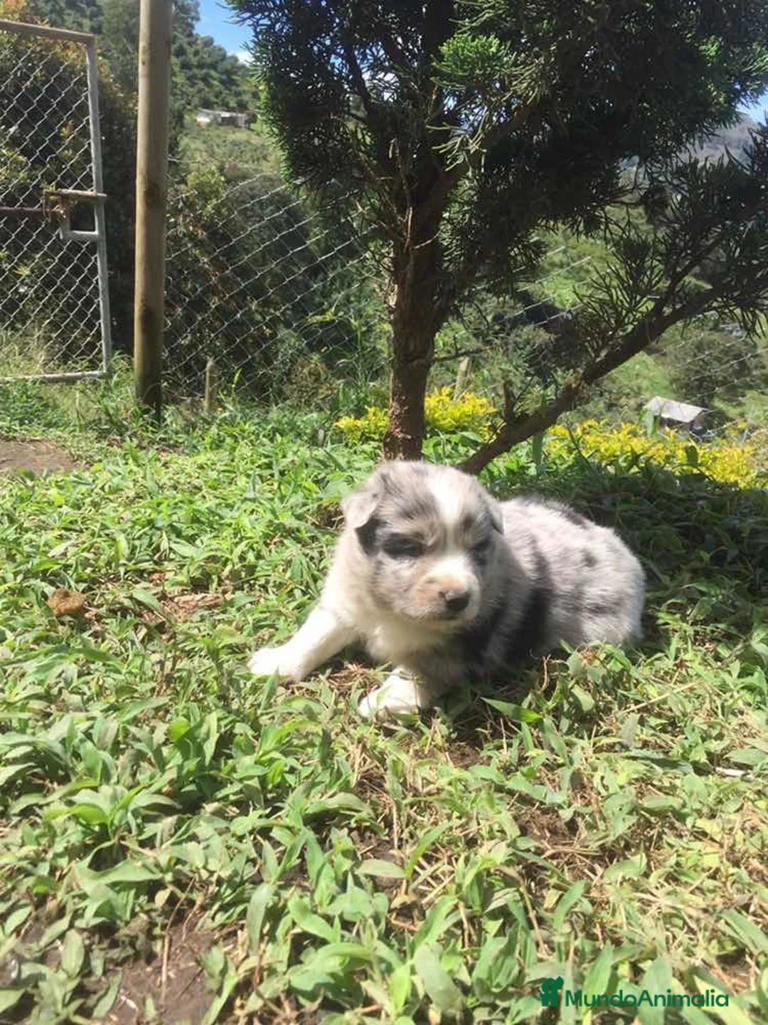 Border Collie perros en venta: Border collie puppy  - Anuncio 4