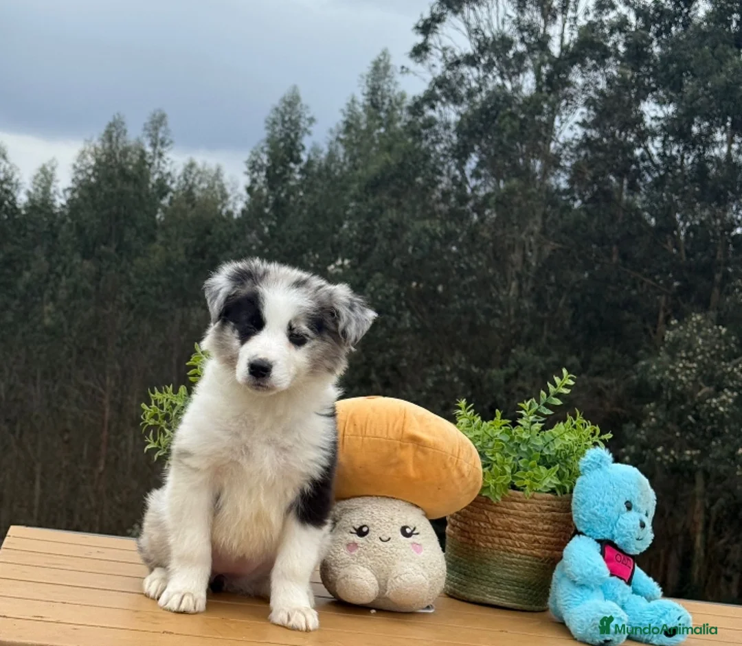 Border Collie perros en venta: Border collie merle - Anuncio 2